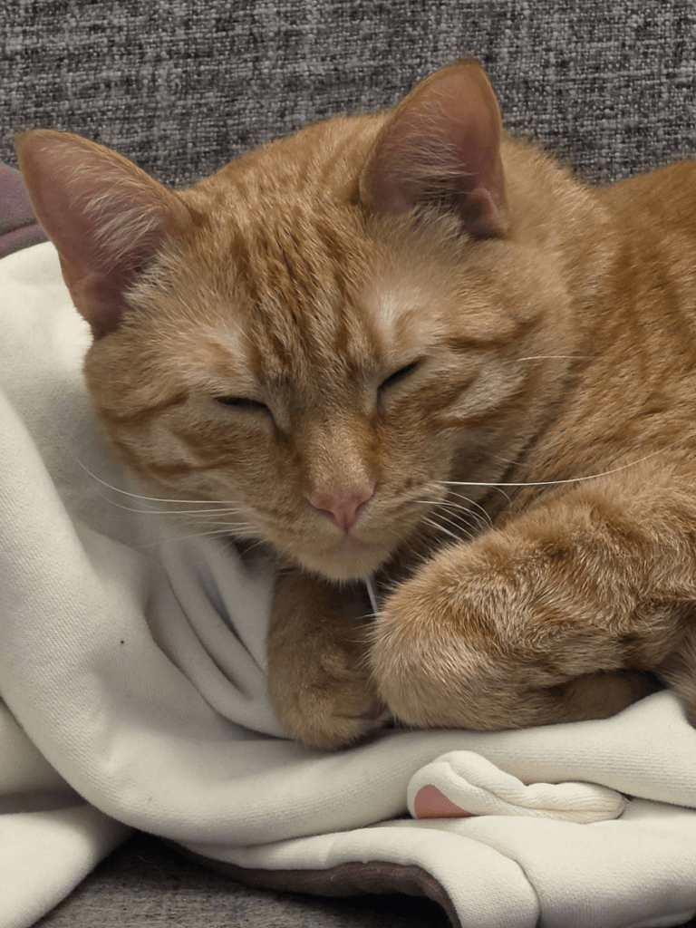 An orange cat is resting on top of a hooded shirt.