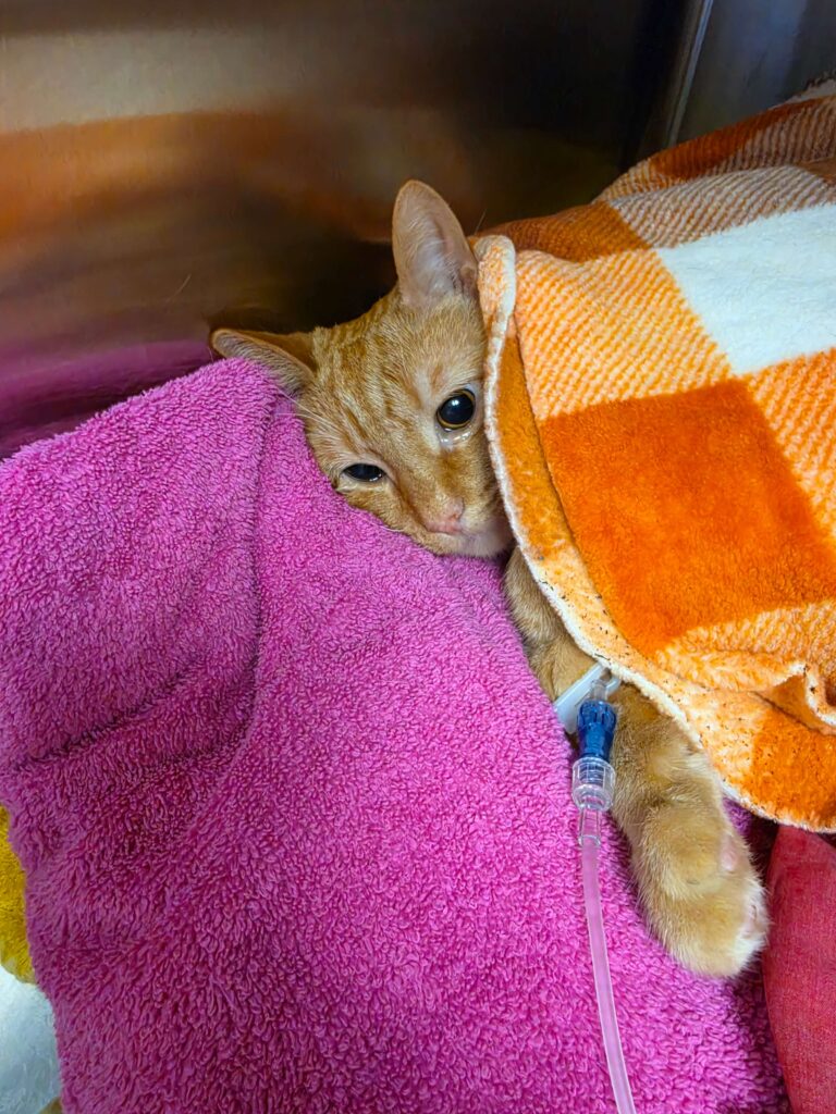 Carrot, an orange tabby cat, post operation. He's both laying on and under a warm blanket as he recovers. There is an IV in his right arm.